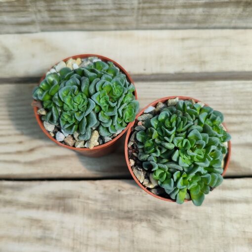 Crassula cv celia