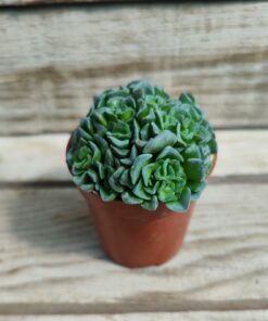 Crassula cv celia