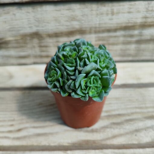 Crassula cv celia