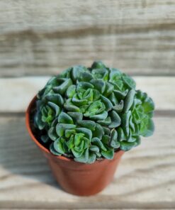 Crassula cv celia