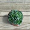 Crassula cv celia
