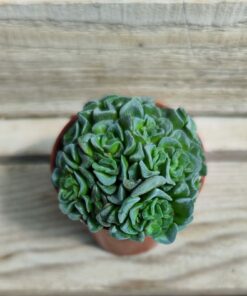 Crassula cv celia