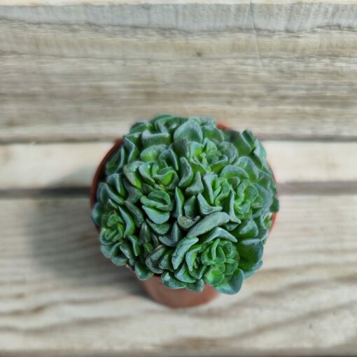Crassula cv celia