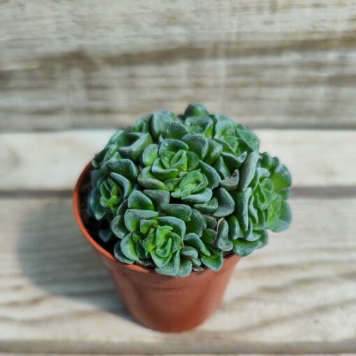 Crassula cv celia
