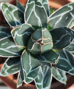 Agave victoria reginae
