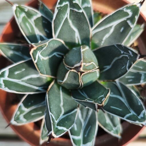 Agave victoria reginae