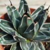 Agave victoria reginae