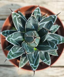 Agave victoria reginae