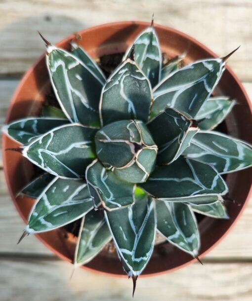 Agave victoria reginae
