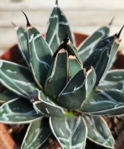 Agave victoria reginae