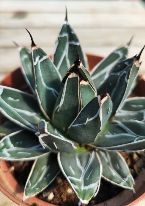 Agave victoria reginae