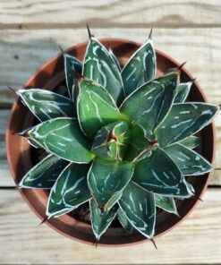 Agave victoria reginae