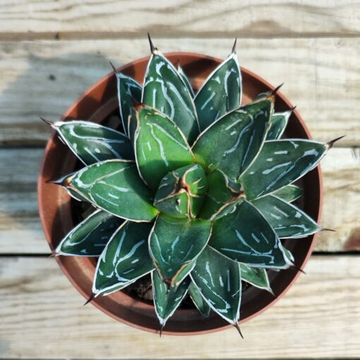 Agave victoria reginae
