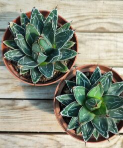 Agave victoria reginae