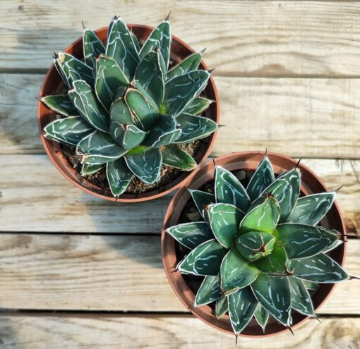 Agave victoria reginae