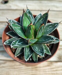 Agave victoria reginae
