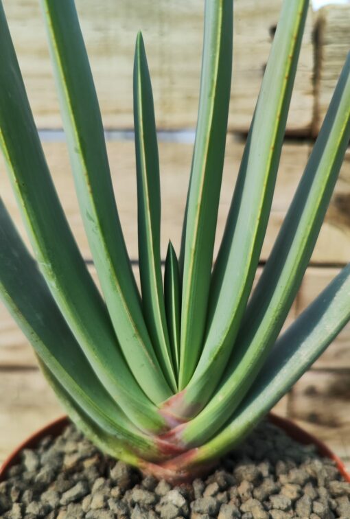 Aloe plicatilis