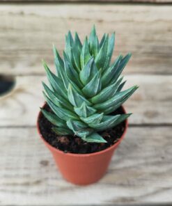 Haworthia glauca