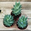 Haworthia glauca