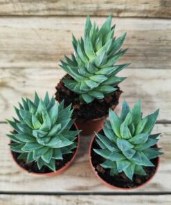 Haworthia glauca