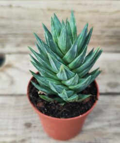 Haworthia glauca