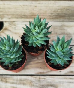 Haworthia glauca