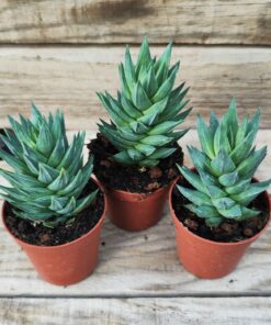 Haworthia glauca