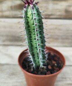 Euphorbia confinalis ssp. rhodesia