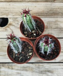 Euphorbia confinalis ssp. rhodesia