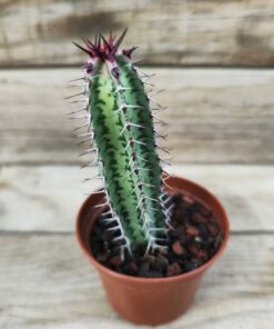 Euphorbia confinalis ssp. rhodesia