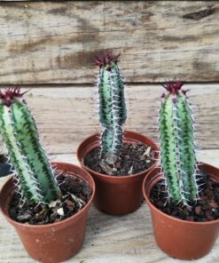 Euphorbia confinalis ssp. rhodesia